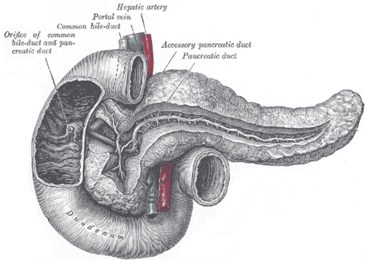 Thủ thuật Frey (Frey procedure) 