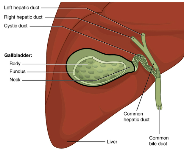 Giải phẫu hệ thống đường mật (Biliary tree anatomy)