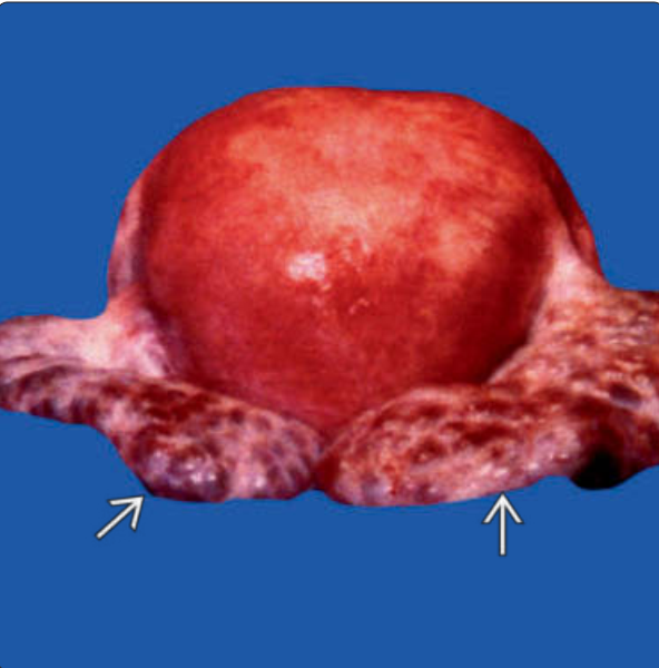 MRI Image Preview